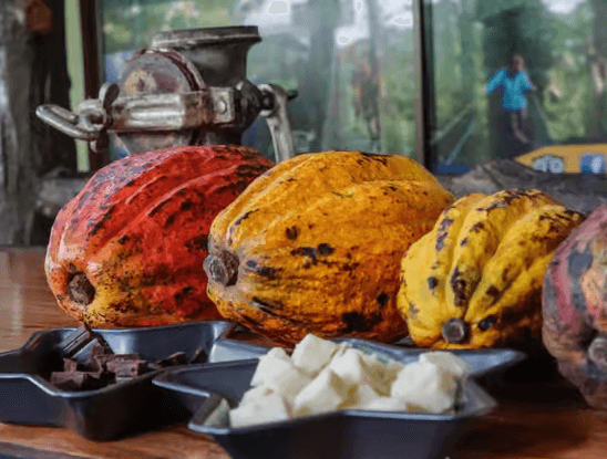 La Fortuna: Kaffee- und Schokoladentour durch North Fields - Photo 3 (Gallery view)