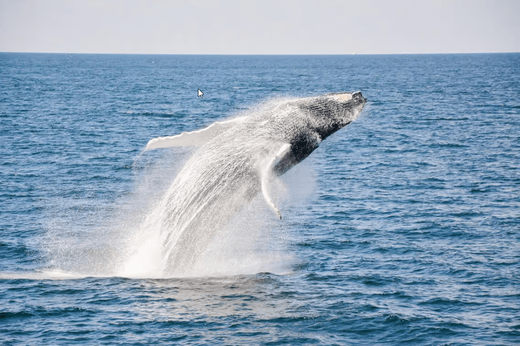 Boston: City Cruises Whale Watching Cruise - Photo 3 (Gallery view)