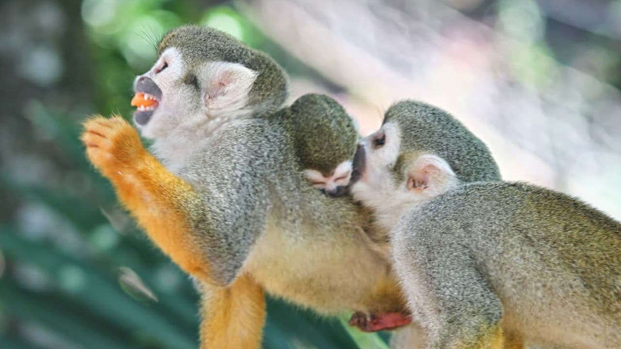 Transfers and taxis Monkey land in puerto plata