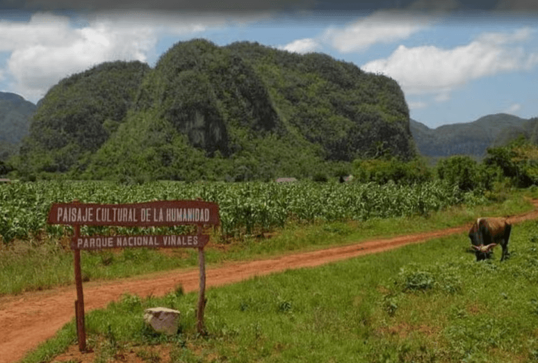 Viñales Valley Private Classic Car Tour