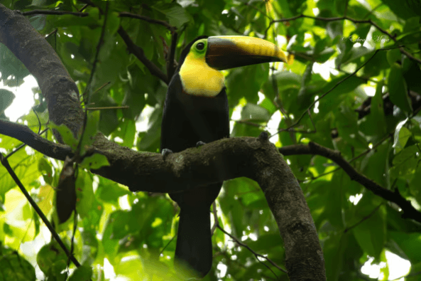 Uvita:Parque Nacional Corcovado San Pedrillo desde Uvita excursión de 1 día - Dominican Republic