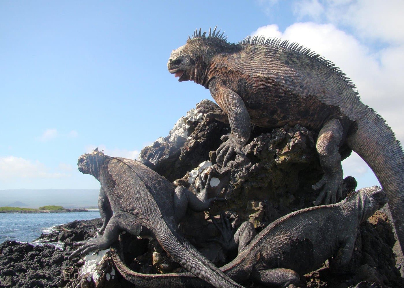 Isla Pinzón - Day Tour - From Santa Cruz - Islas Galápagos