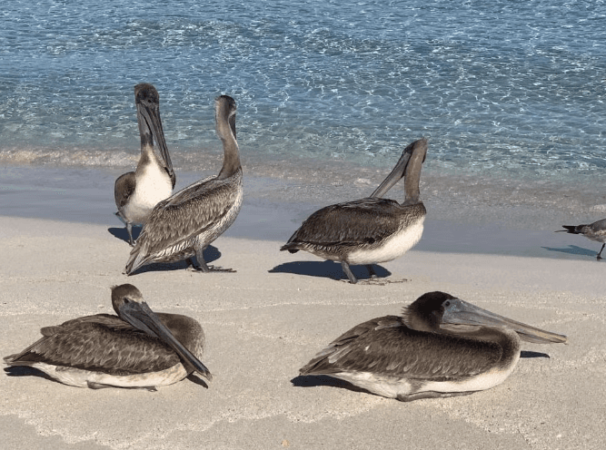 Guided Tour of Varadero