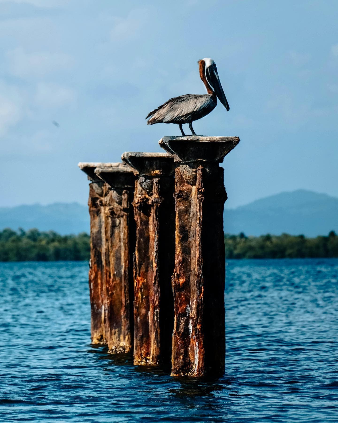 Los Haitises National Park: Boat Tour with Caves Visit - Photo 4 (Gallery view)