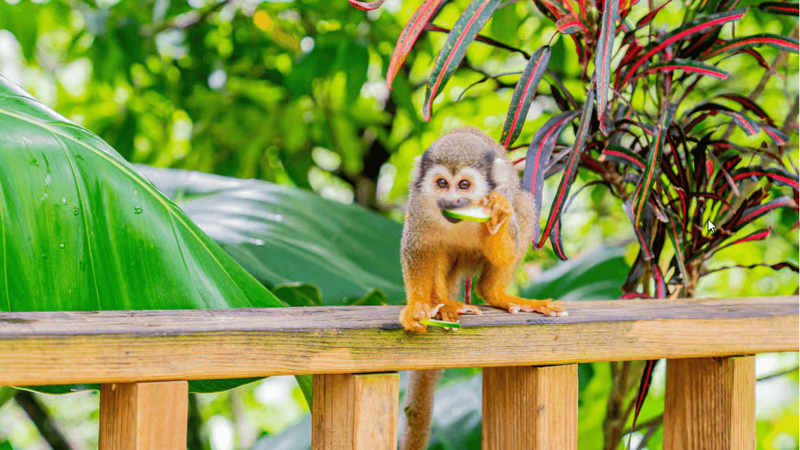 Punta Cana: Ziplines Adventures & Monkeyland Entry - Photo 4 (Gallery view)