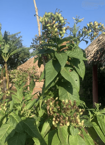 Viñales Tobacco Tour