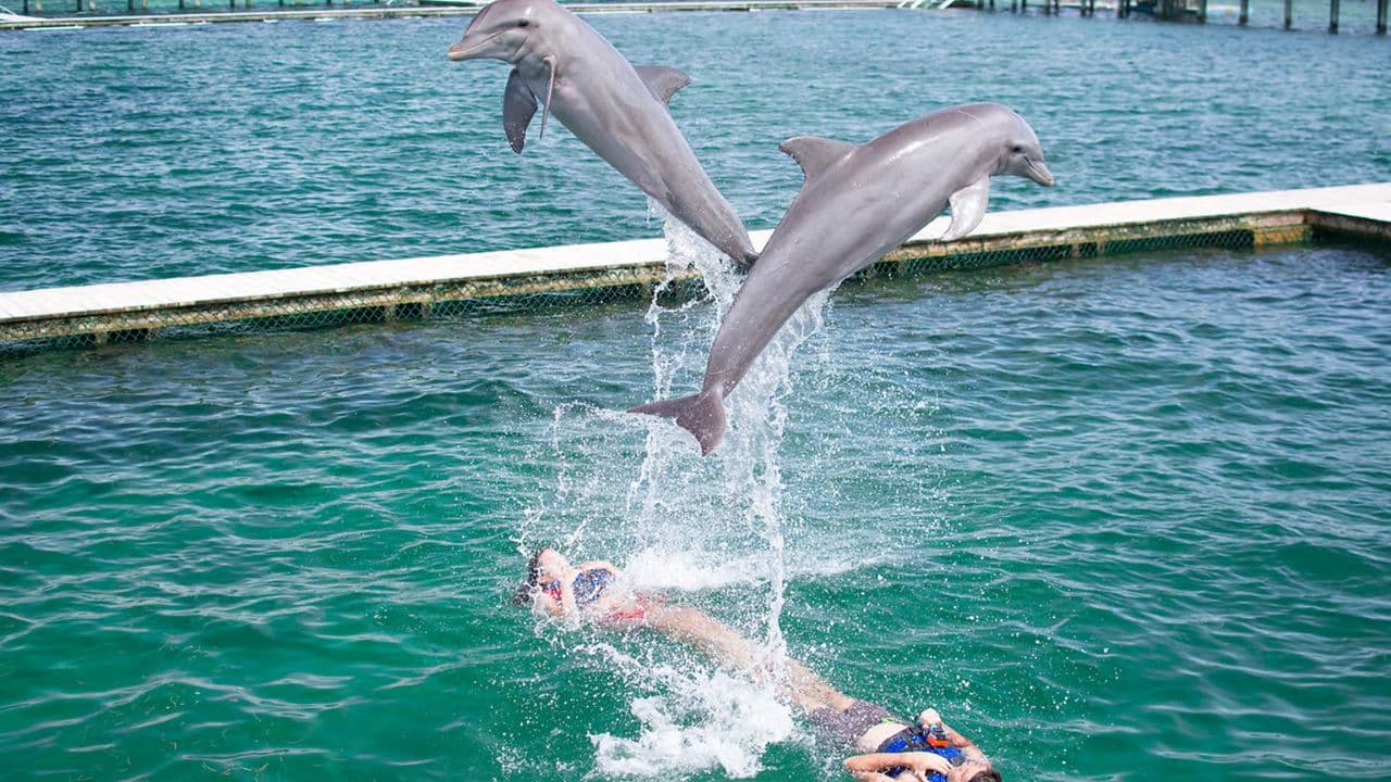 Dolphin Swim in Punta Cana – Best 60-min Dolphin Discovery