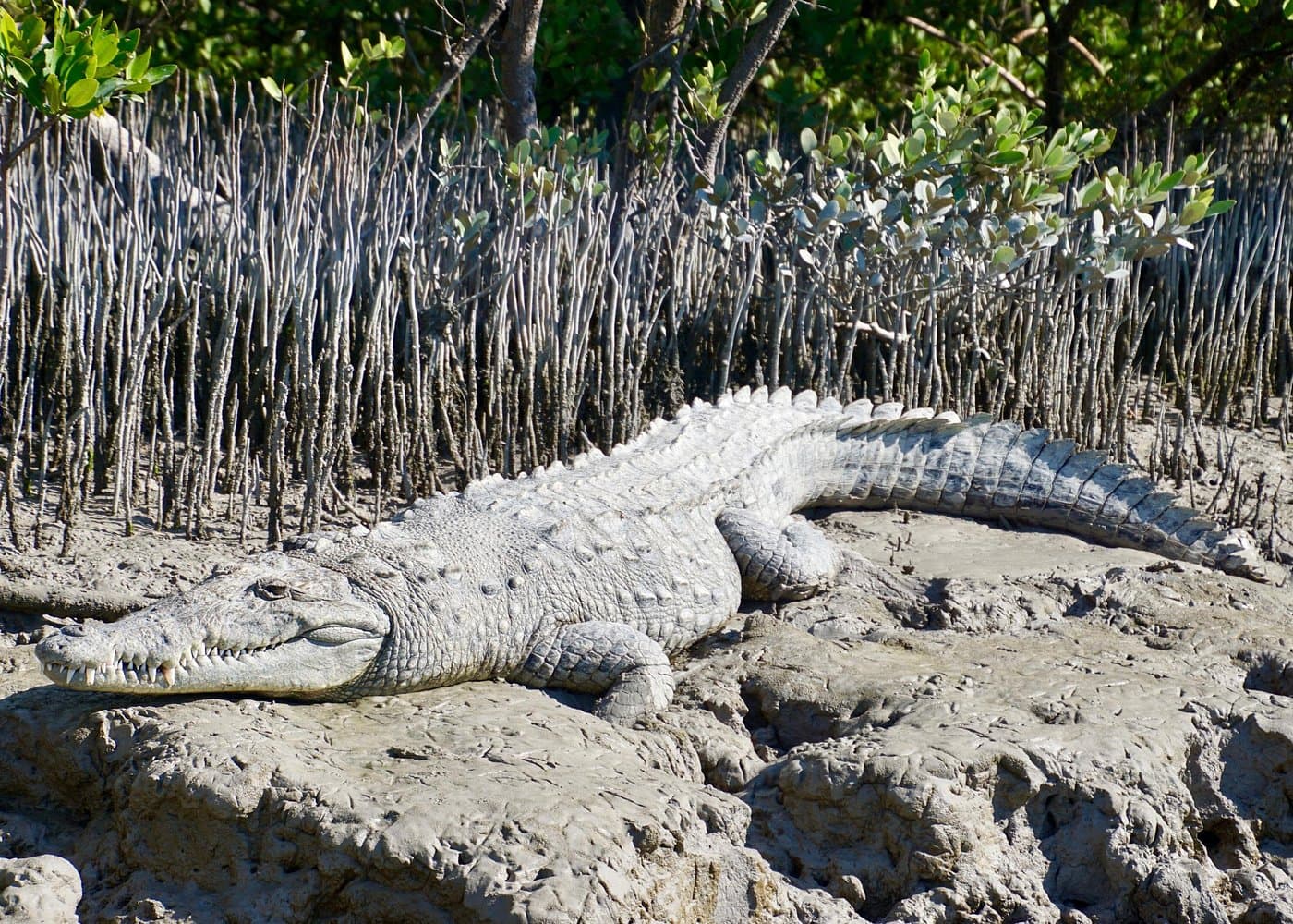 4-Day Private Miami Tour with Transportation
