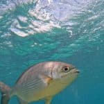 Punta Cana: Experience a Submarine Scooter with ScubaDoo