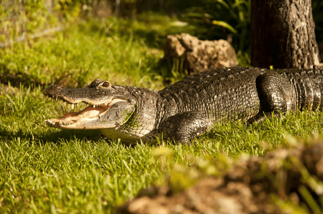 Miami: Everglades Airboat, Wildtierausstellung und Hin- und Rückfahrt mit dem Bus - Photo 5 (Gallery view)