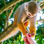 Из Байяибе: сафари в Monkeyland на полдня - Photo 5 (Gallery view)