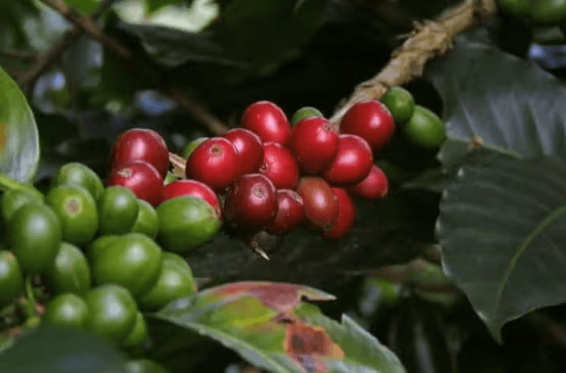 Viñales Coffee Tour