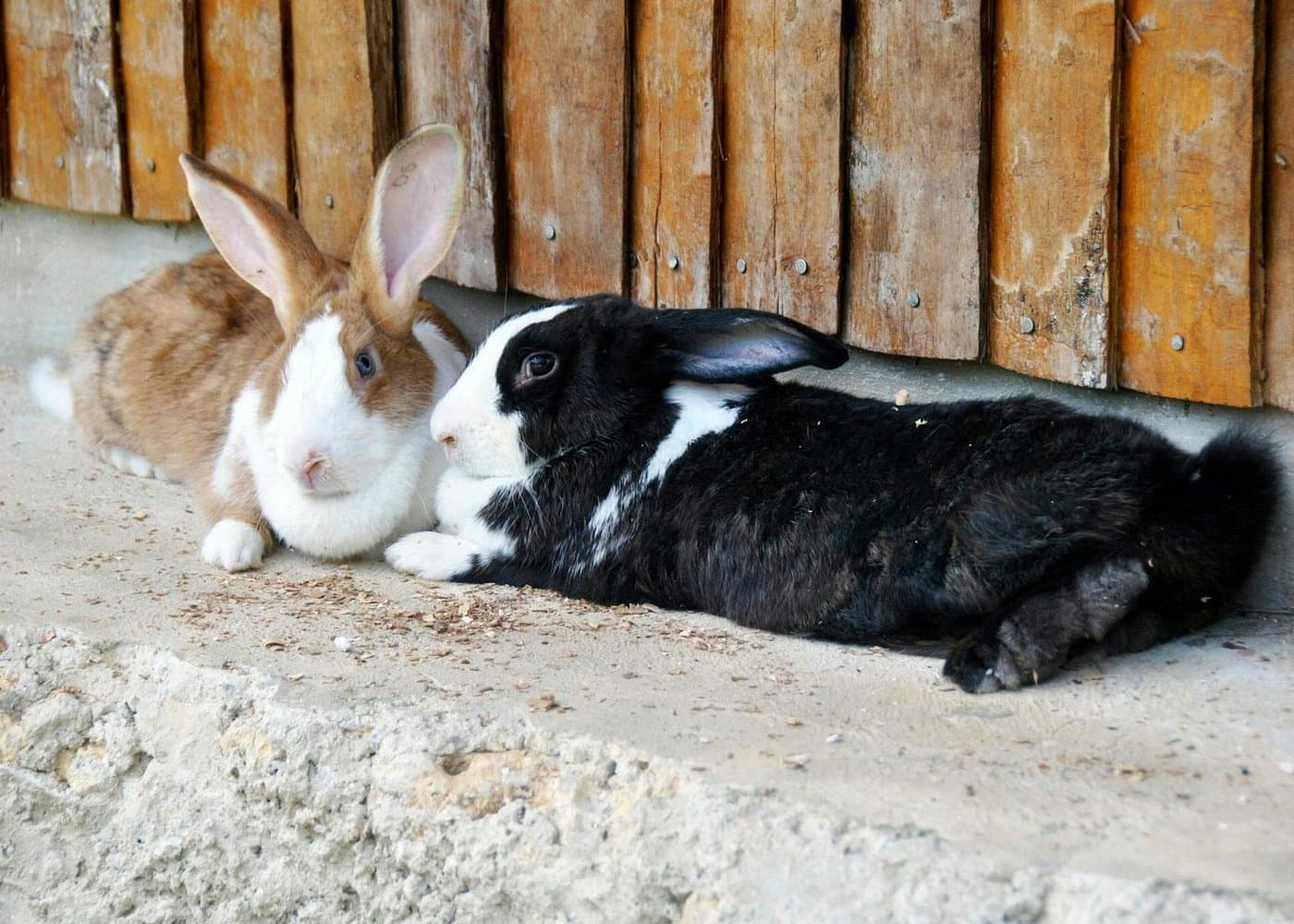 Punta Cana: Xploration Animal Park Bus Tour with Encounters - Dominican Republic
