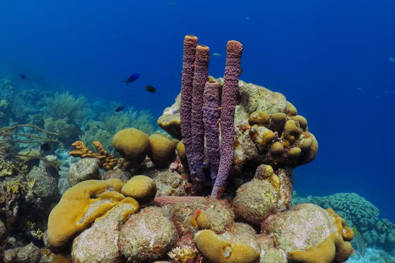 Snorkel in Santa Lucia Reef