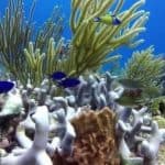 Catalina Island: Day Trip – Best Snorkeling!