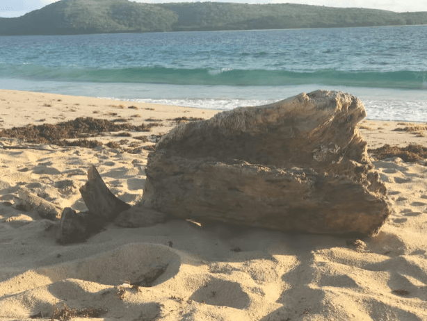 San Juan: Round Trip Transport to the Ceiba Ferry Terminal - Dominican Republic