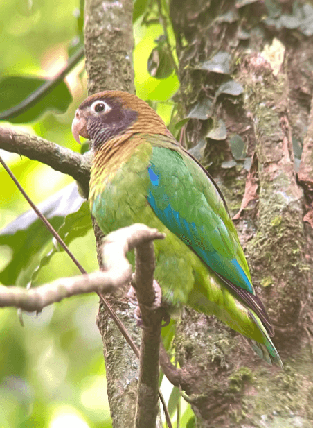 Monteverde cloud forest Preserve Guided tours (Small Groups) - Photo 4 (Gallery view)