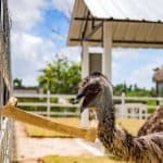 Punta Cana: Xploration Animal Park Bus Tour with Encounters