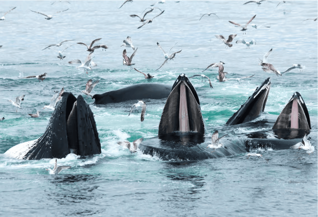 Boston: City Cruises Whale Watching Cruise - Photo 4 (Gallery view)