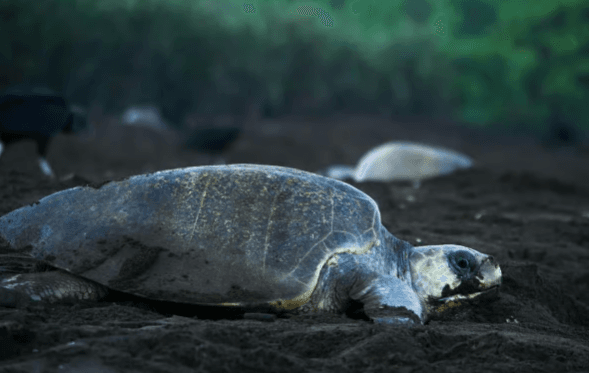 Tortuguero: Turtle Nesting Night Tour - Photo 3 (Gallery view)