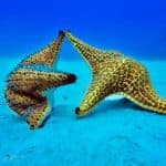 Erleben Sie die Insel Saona von Punta Cana aus - Photo 2 (Gallery view)