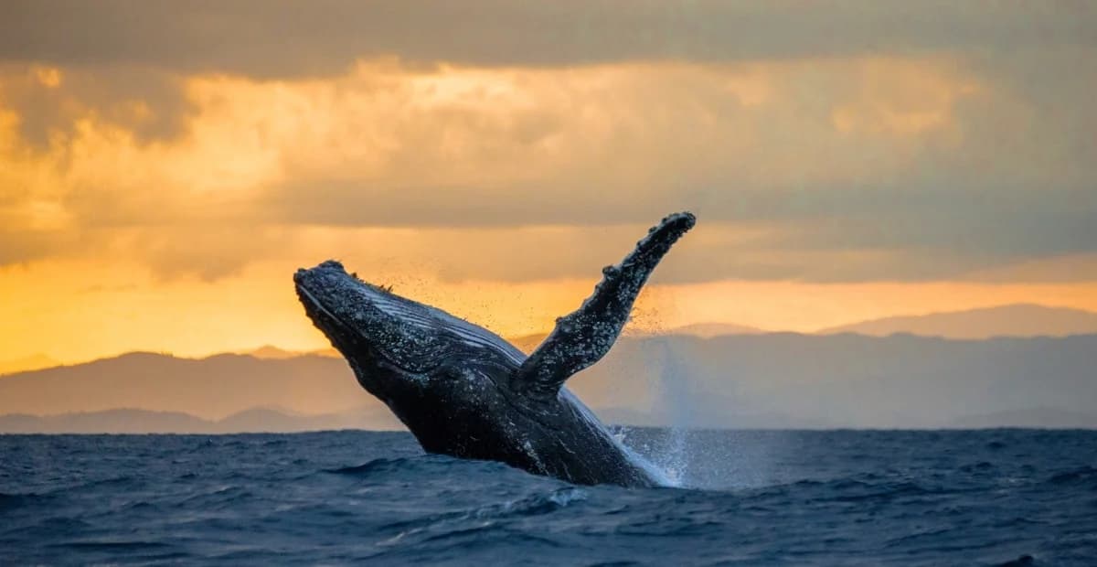 Whale Watching from Uvero Alto and Cayo Levantado (Bacardi Island) - Photo 2 (Gallery view)