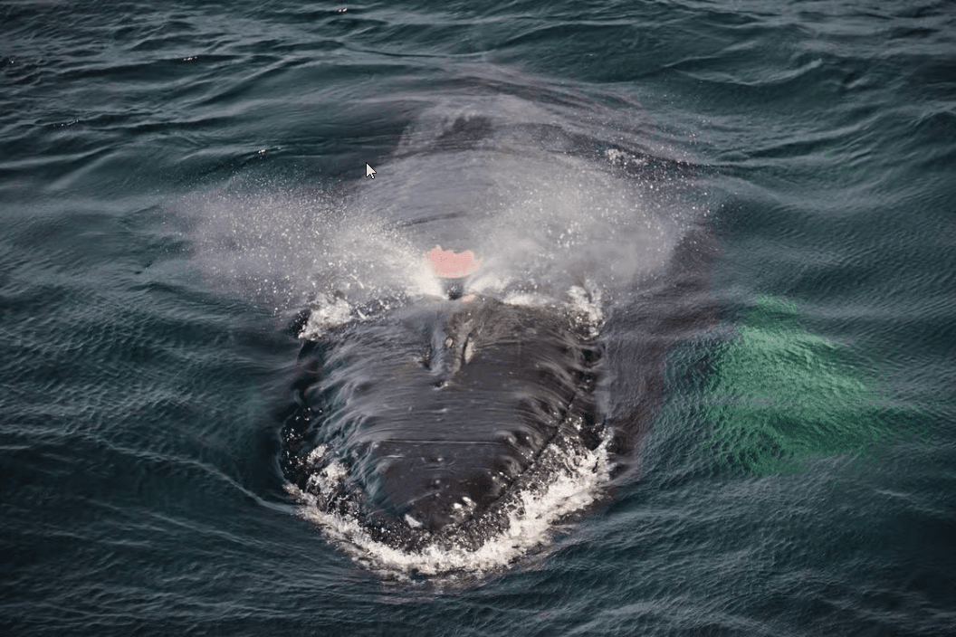 Boston: City Cruises Whale Watching Cruise - Dominican Republic