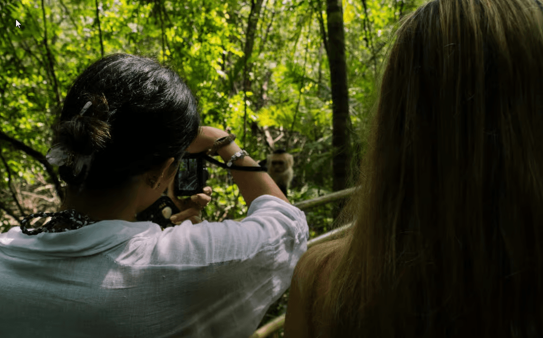 Parc Manuel Antonio : visite guidée à pied avec un naturaliste - Photo 3 (Gallery view)
