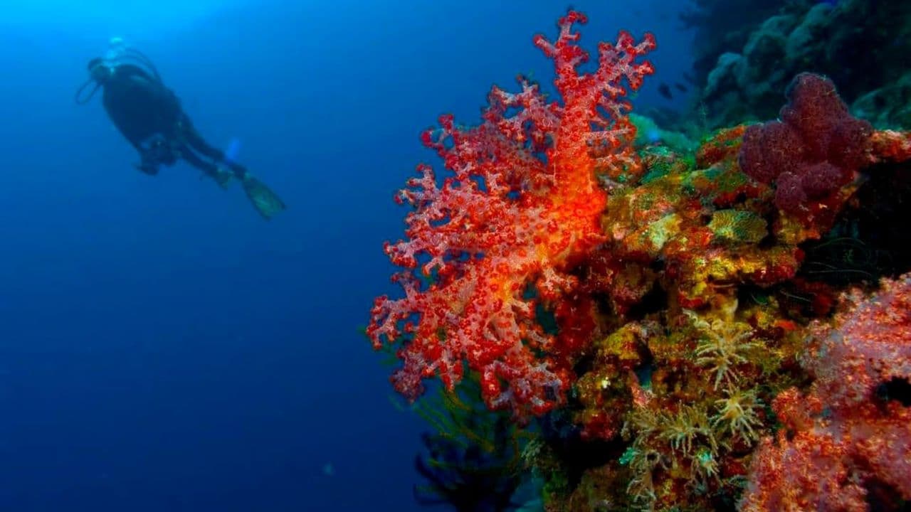 Punta Cana 40ft Recreational Diving Adventure