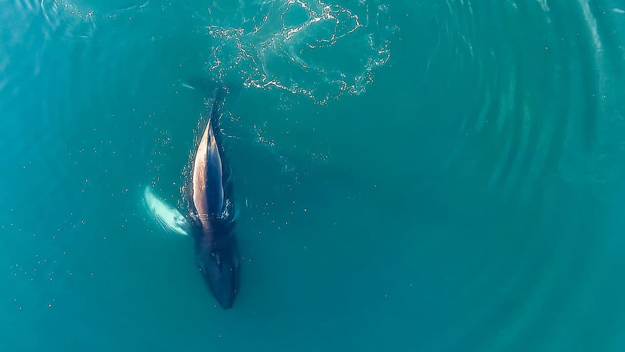Samaná Whale Watching & Cayo Levantado (Bacardi Island) From Cap Cana