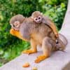 Din Bayahibe: Safari de jumătate de zi în Monkeyland - Photo 4 (Gallery view)