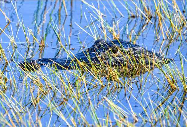 Miami: Everglades Airboat, Wildtierausstellung und Hin- und Rückfahrt mit dem Bus - Photo 3 (Gallery view)