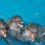 Punta Cana: Swim with Dolphins in the Pool