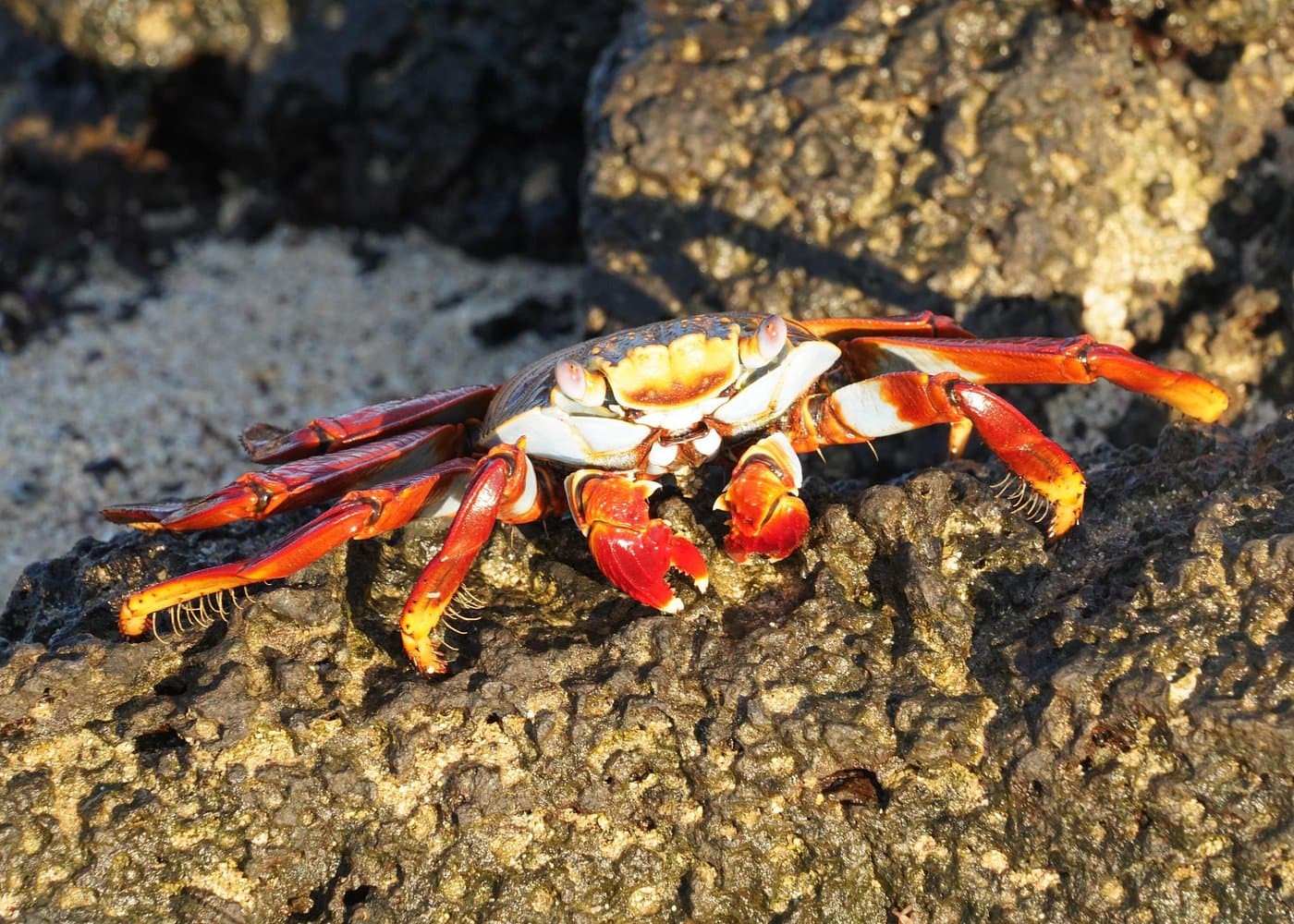 Isla Pinzón - Day Tour - From Santa Cruz - Islas Galápagos
