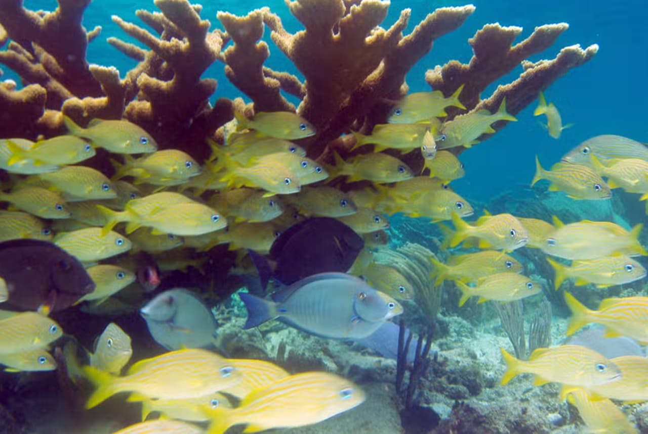 Snorkel in Santa Lucia Reef