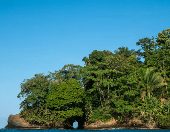 Punta Uva: Sloth and Wildlife Kayaking Tour - Photo 4 (Gallery view)