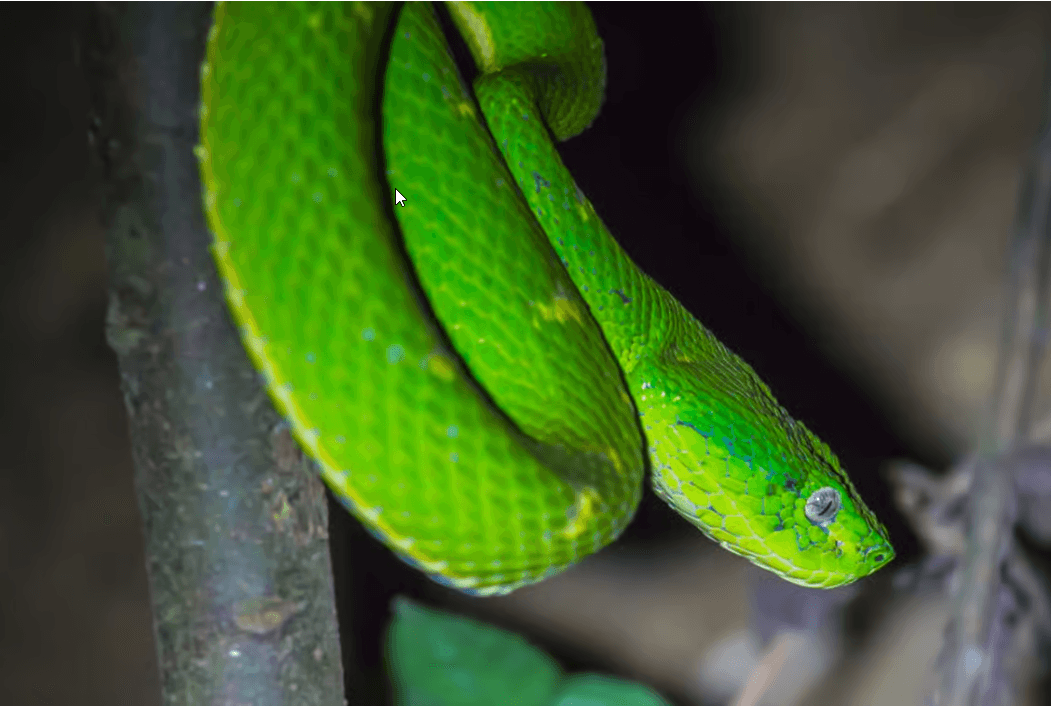 Monteverde: Kinkajou Forest Night Walking Tour - Dominican Republic