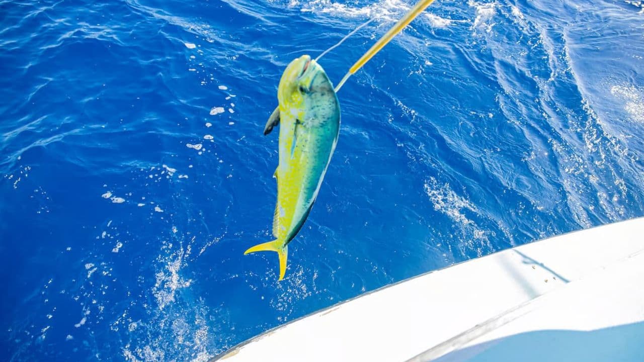 Ab Punta Cana: Hochseeangeltour mit dem Boot mit Getränken - Photo 4 (Gallery view)