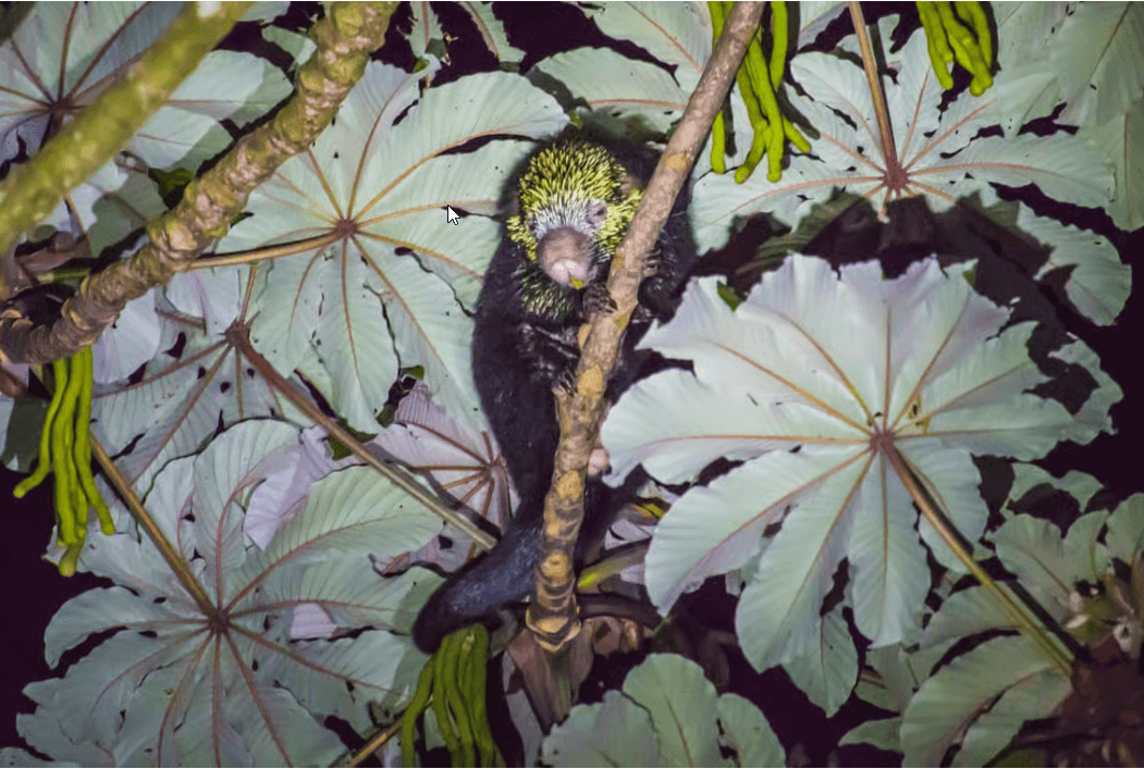 Monteverde: Kinkajou Forest Night Walking Tour - Photo 5 (Gallery view)