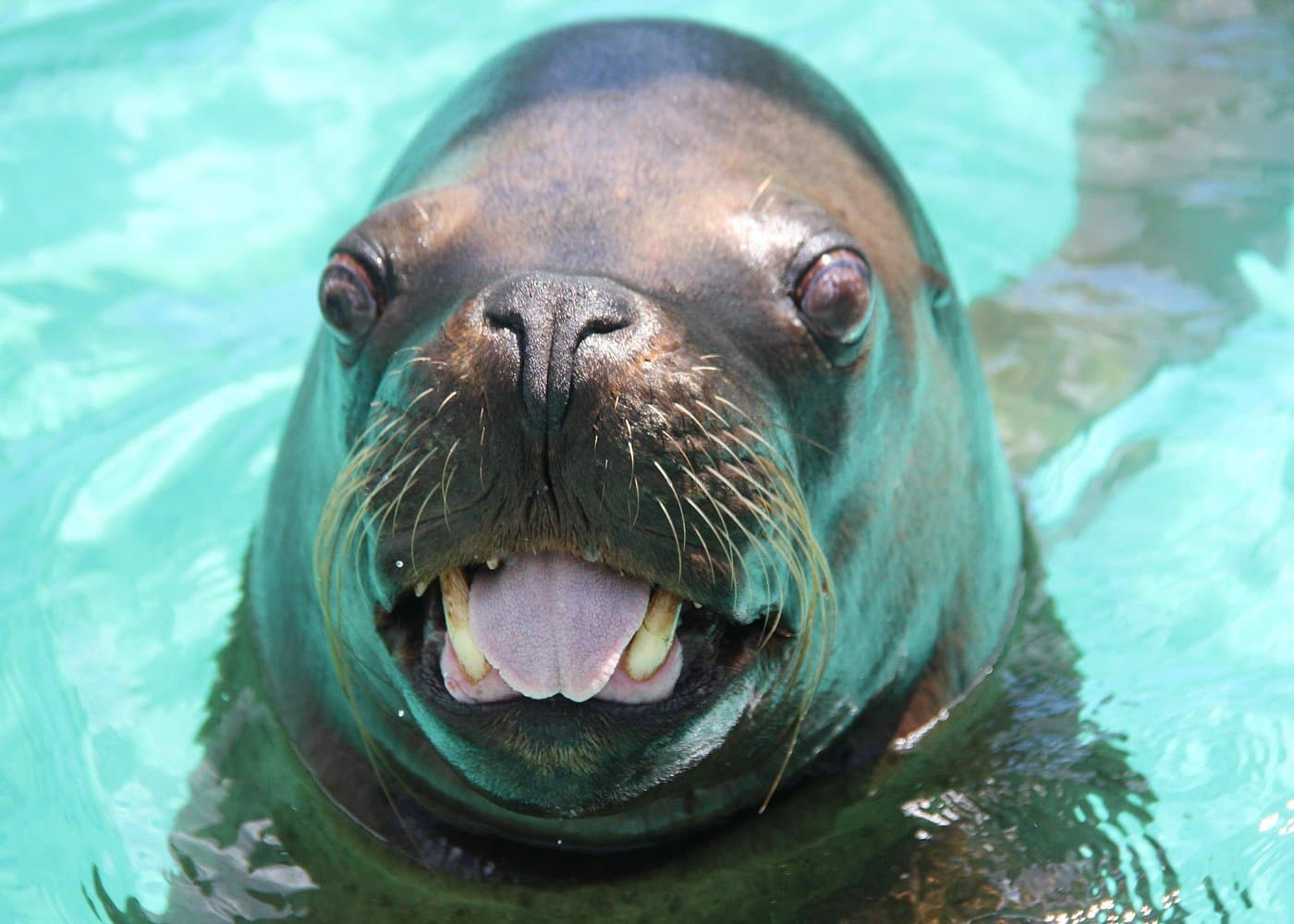 Coral World Ocean Park General Admission Ticket