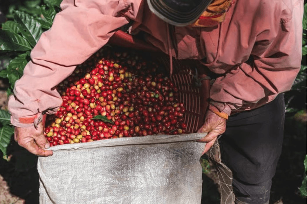Monteverde: Coffee, Sugar Cane, and Chocolate Tour - Photo 5 (Gallery view)