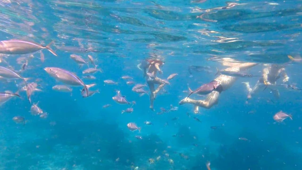 Punta Cana: Full-Day Snorkeling Tour to Catalina Island