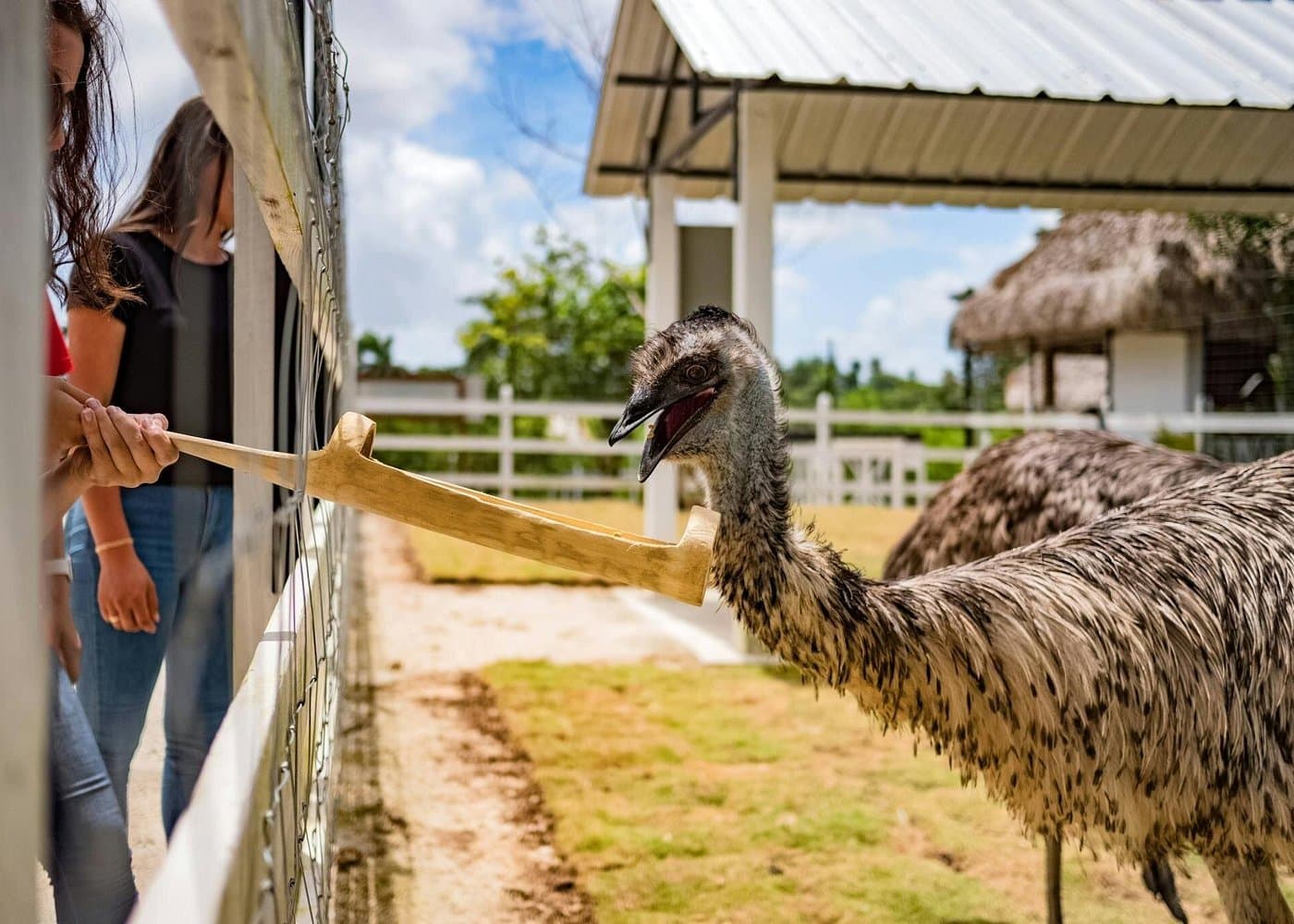 Punta Cana: Xploration Animal Park Bus Tour with Encounters - Photo 3 (Gallery view)