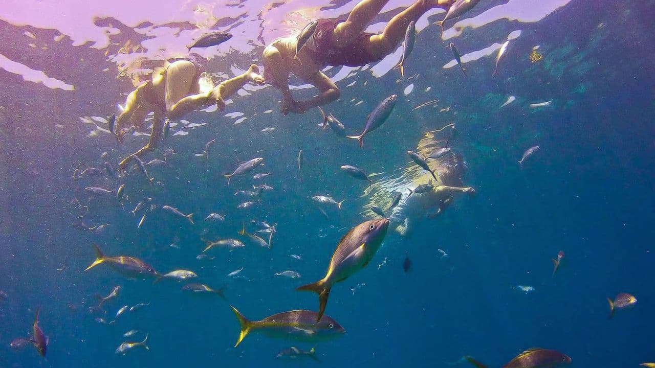 Catalina island snorkel with Food and drinks (Full Day)