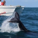 Samana: Bay of Samana Whale Watching Experience