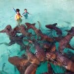 Four Adventures: Parasailing, Snorkeling Cruise, Sharks & Rays in Natural Pools from Punta Cana - Photo 4 (Gallery view)