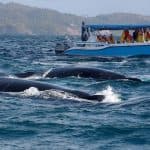 Samana: Guided Day Trip with Buffet Lunch and Whale Watching
