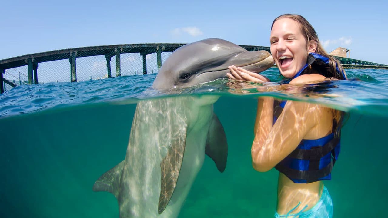 Swim with Dolphins in Punta Cana