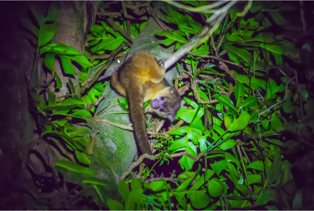 Monteverde: Kinkajou Forest Night Walking Tour - Photo 3 (Gallery view)