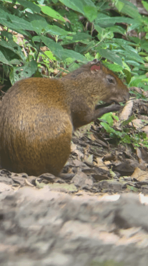 Monteverde cloud forest Preserve Guided tours (Small Groups) - Photo 2 (Gallery view)